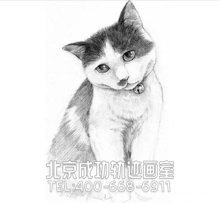 貓?jiān)趺串?貓的素描教程